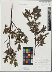 Foto von Salix mielichhoferi Saut.
